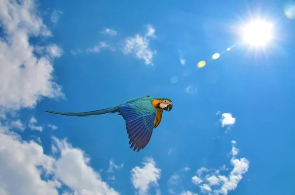 Blue and gold Macaw — Stock Photo, Image