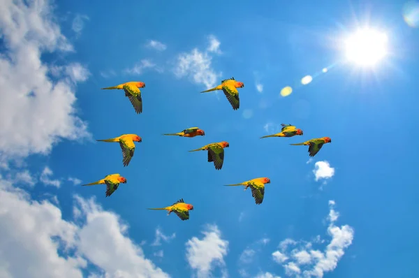 Piękne słońce ptak conure — Zdjęcie stockowe