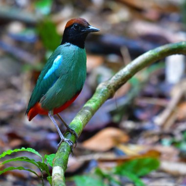 Kukuletalı pide kuş