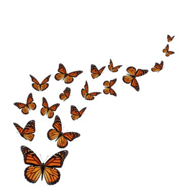 güzel kelebek monarch