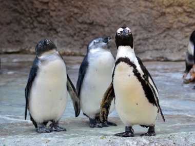 Afrika pengueni