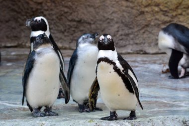Afrika pengueni