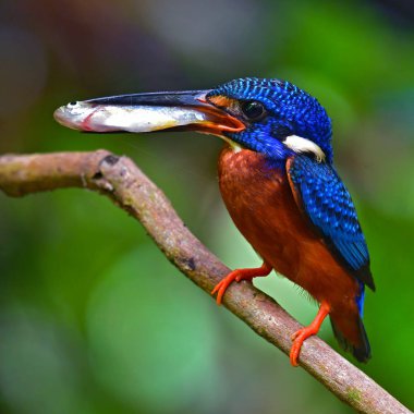 Mavi kulaklı kingfisher kuş