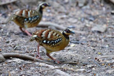 çubuk sırtlı keklik kuş