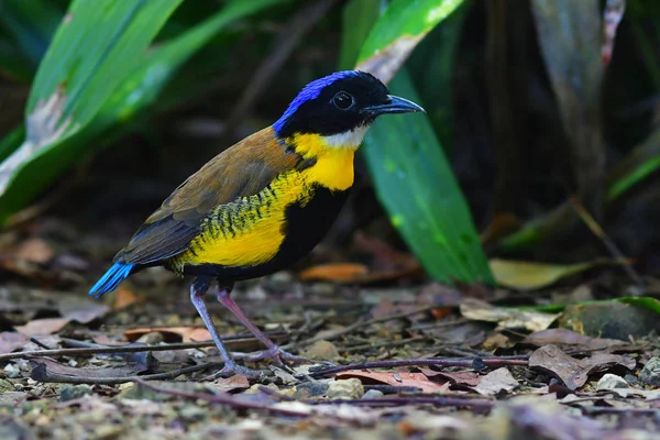 Pássaro Pitta do Gurney — Fotografia de Stock