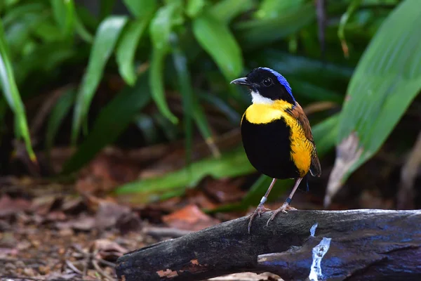 Pájaro Pitta de Gurney —  Fotos de Stock