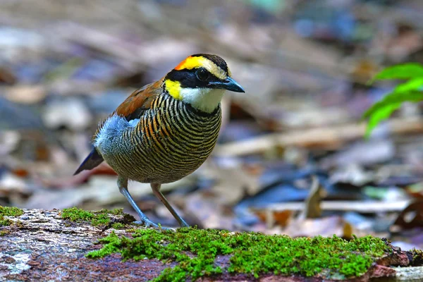 Malaiisch gebänderter Pitta-Vogel — Stockfoto