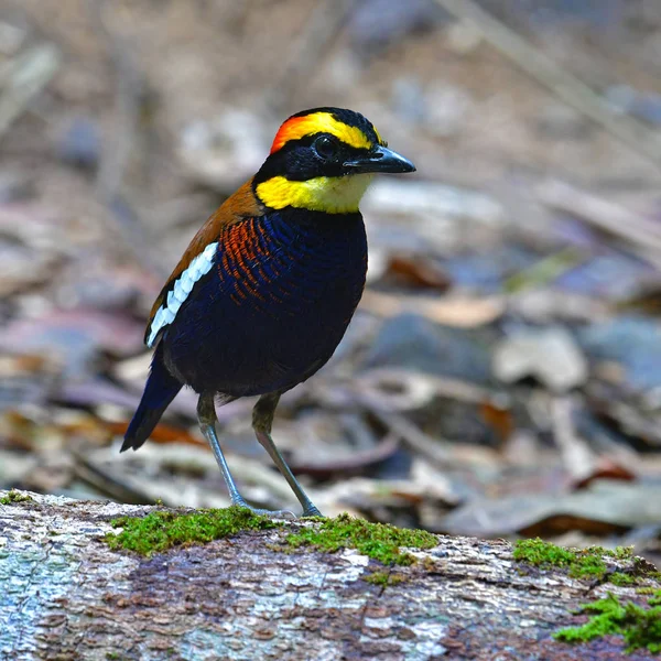 Malaiisch gebänderter Pitta-Vogel — Stockfoto