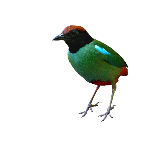 Uccello con cappuccio Pitta — Foto Stock