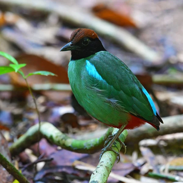 Pittavogel mit Kapuze — Stockfoto