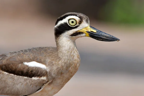 Grote dikke knie vogel — Stockfoto