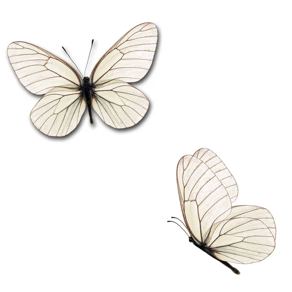 Duas borboletas brancas — Fotografia de Stock