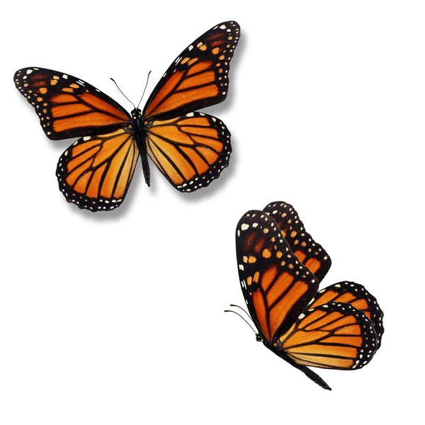 Две бабочки монарха — стоковое фото