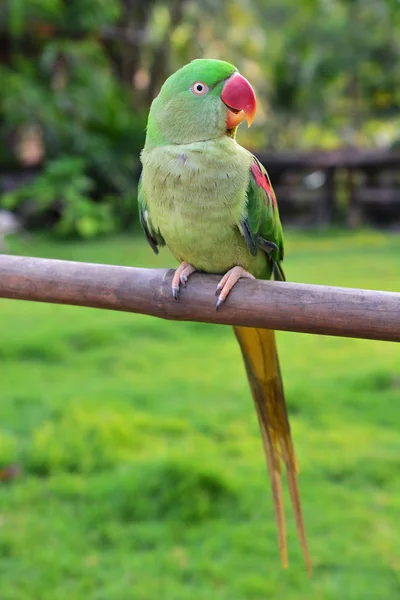 Πουλί της Αλεξανδρινής parakeet — Φωτογραφία Αρχείου
