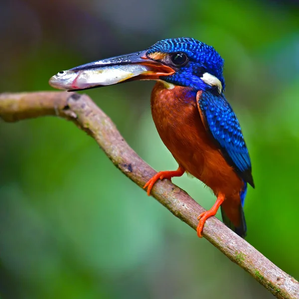 Blå-eared kingfisher fågel — Stockfoto