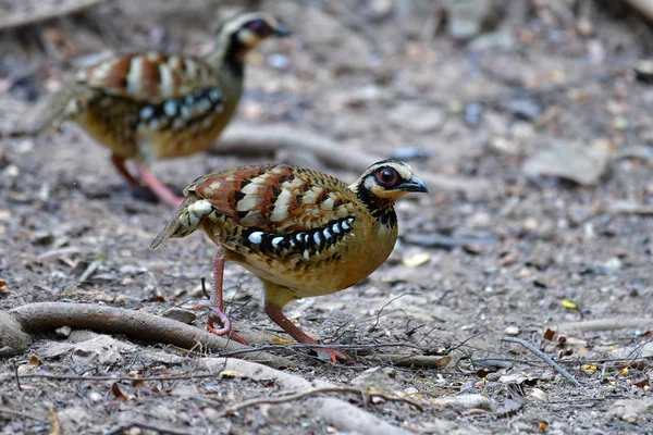 Pájaro perdiz respaldado por barra —  Fotos de Stock