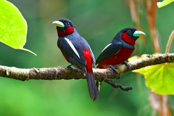 Siyah ve kırmızı kılıç kuş — Stok fotoğraf