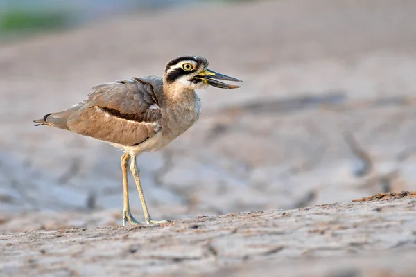 Großer Dickknievogel — Stockfoto