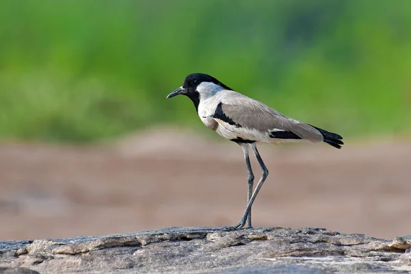 Rivier Kievit vogel — Stockfoto