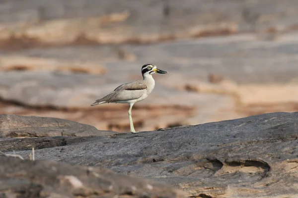 Grand Oiseau du genou épais — Photo