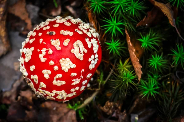 แมลงว Amanita Muscaria ดในป ดหมวกแดงใกล — ภาพถ่ายสต็อก