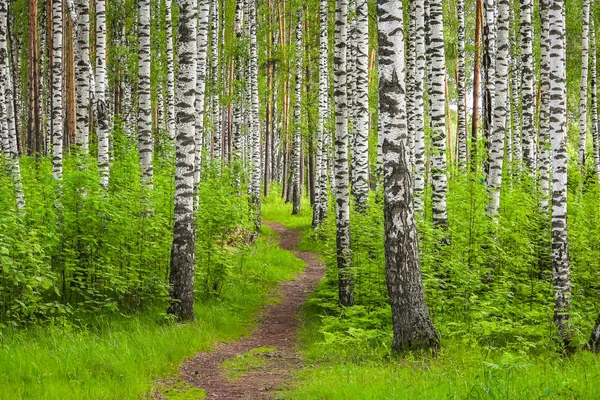 Прекрасний День Сина Лісі Березові Дерева Серед Шляху — стокове фото