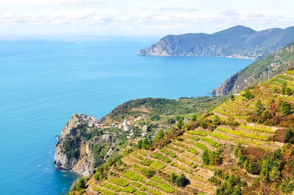 Vinodlingar och terrasser nära Riomaggiore, Italien — Stockfoto