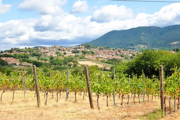 Italienische Weinberge Schöner Sonniger Tag Der Italienischen Landschaft — Stockfoto