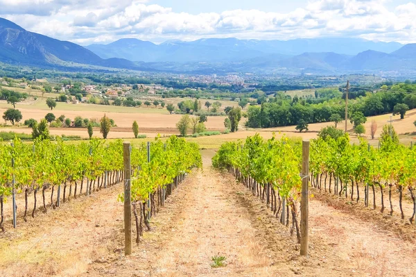 Італійські Виноградники Чудовий Сонячний День Сільській Місцевості Італії — стокове фото