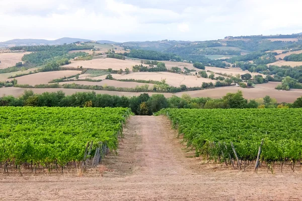 Італійські виноградники. Мальовничий пейзаж в італійській сільській місцевості. — стокове фото