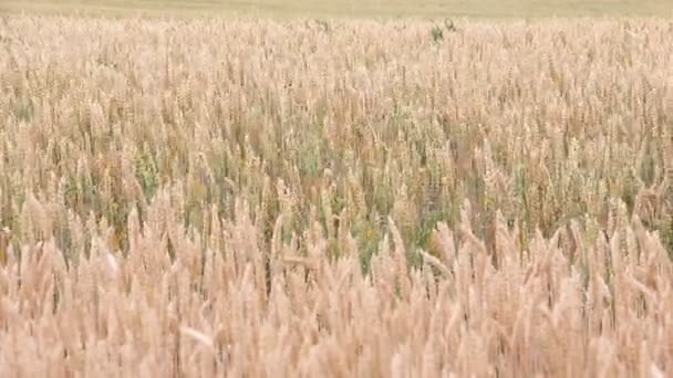 Пшеничное Поле Польше Крупный План Золотой Пшеницы — стоковое видео
