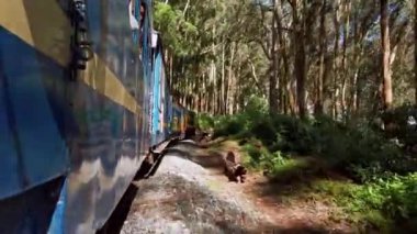 Coonoor, Tamil Nadu, Hindistan - Aralık 2019. Nilgiri Dağı demiryolu, Güney Hindistan 'da Mettupalayam ve Udagamandalam arasında çalışır..