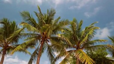 Hindistan, Rameshwaram 'da palmiye ağaçları.