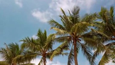 Hindistan, Rameshwaram 'da palmiye ağaçları.