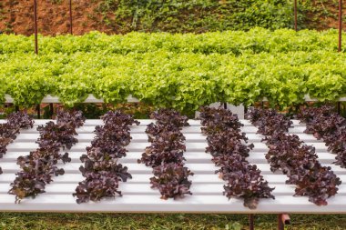 Gruptaki organik sebze