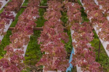 Gruptaki organik sebze