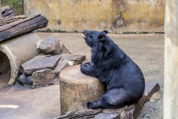 Urso Negro Está Descansando Dia Quente — Fotografia de Stock