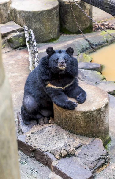 Urso Negro Está Descansando Dia Quente — Fotografia de Stock