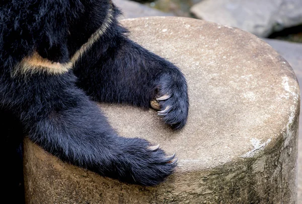 Urso Negro Está Descansando Dia Quente — Fotografia de Stock