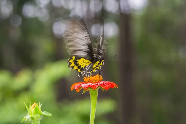 Vlinder Oranje Bloem — Stockfoto