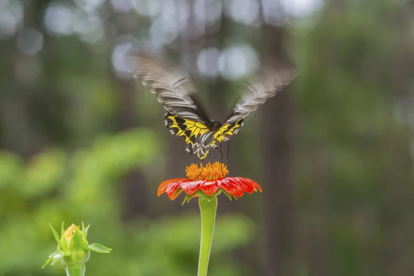 Vlinder Oranje Bloem — Stockfoto