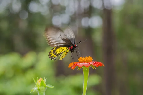 Butterfly Orange Flower — Stock Photo, Image