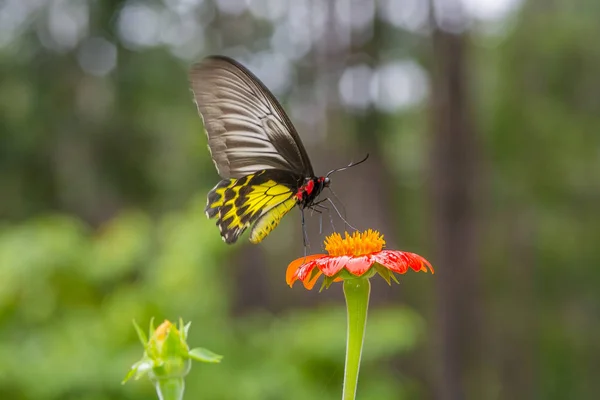 Vlinder Oranje Bloem — Stockfoto