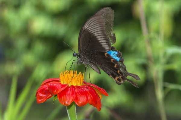 Метелик Помаранчевій Квітці — стокове фото