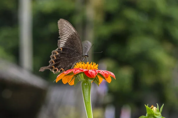 Метелик Помаранчевій Квітці — стокове фото