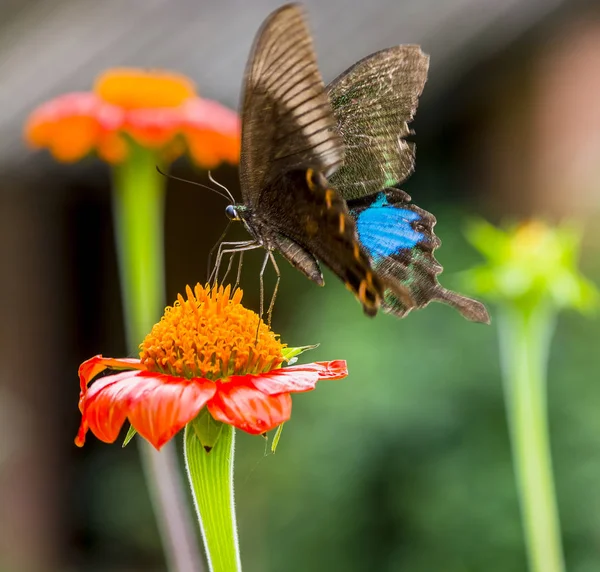 Motyl Pomarańczowy Kwiat — Zdjęcie stockowe