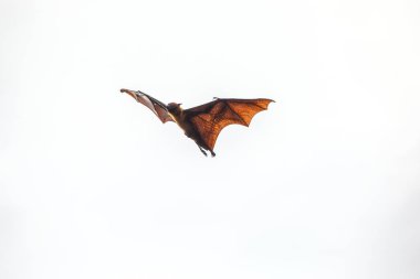 Yarasalar uçan, izole