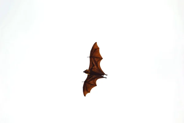 Bats Flying Isolate — Stock Photo, Image