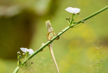 Bukalemun mutlu gün