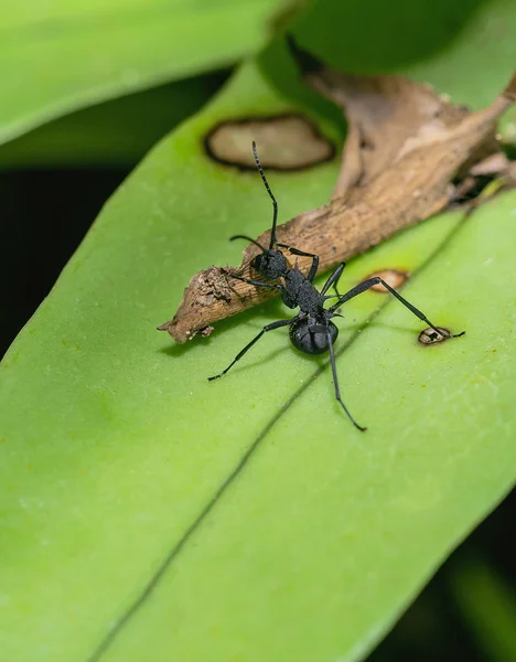 多刺蚁阿玛塔吃食物 — 图库照片